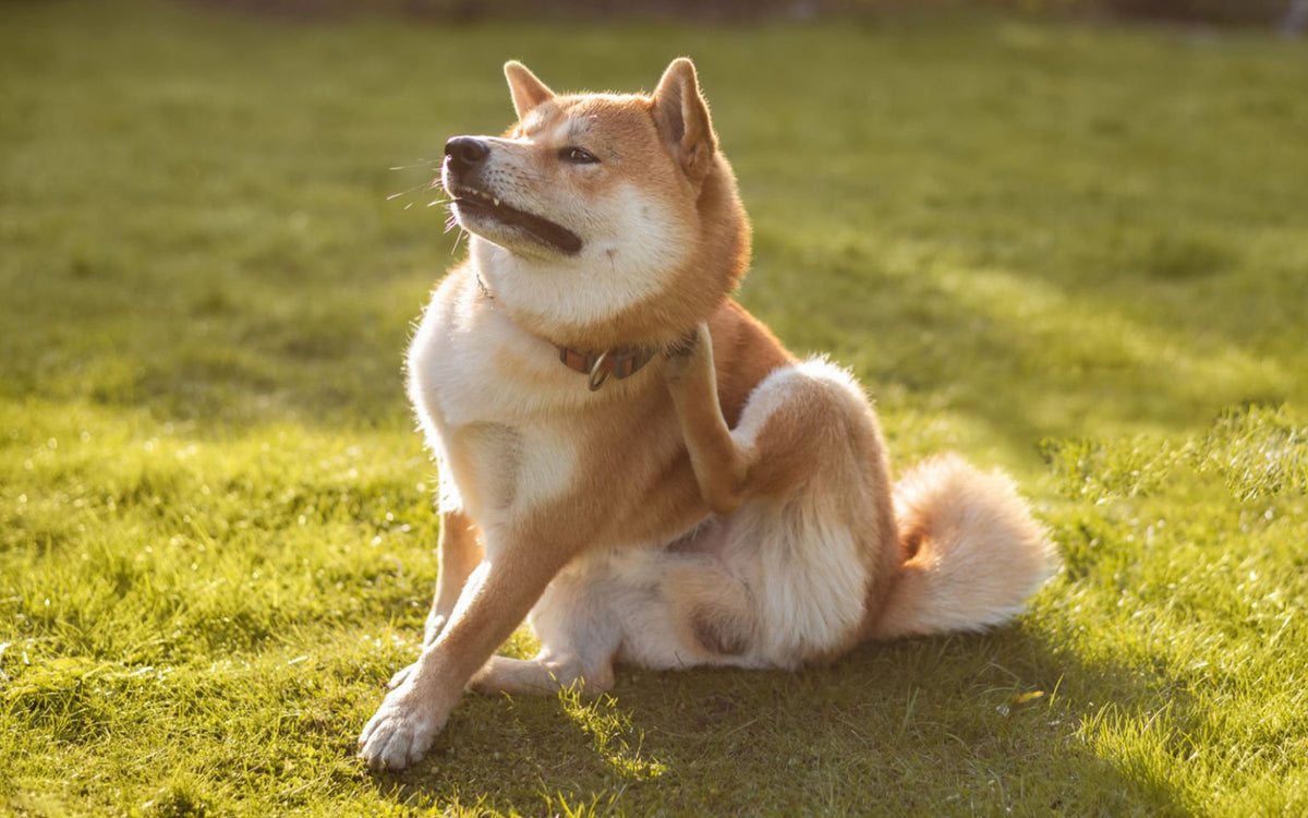 Why Is My Dog Itchy? 5 Common Causes and Solutions