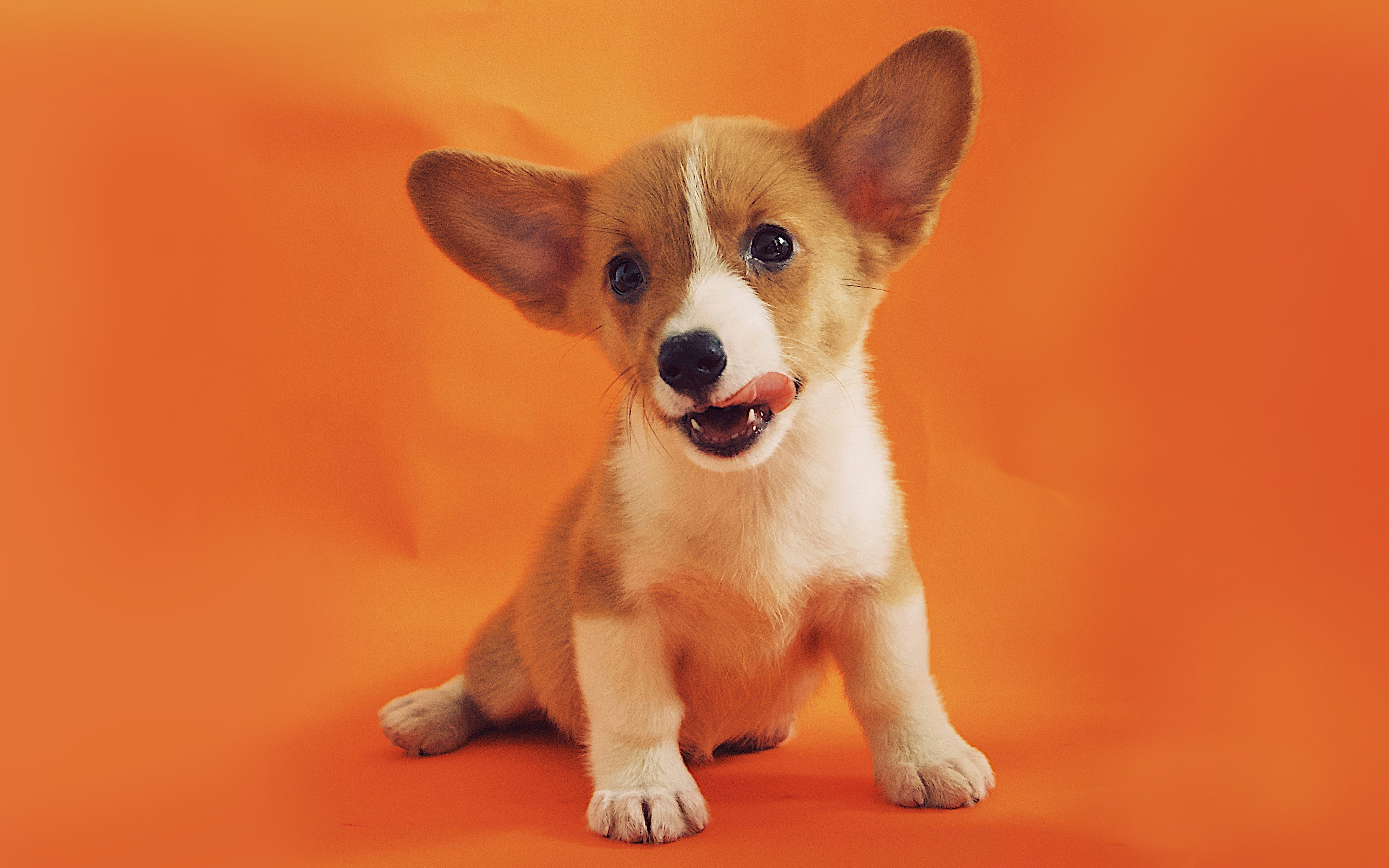 Do Your Dog Really Need Probiotics?