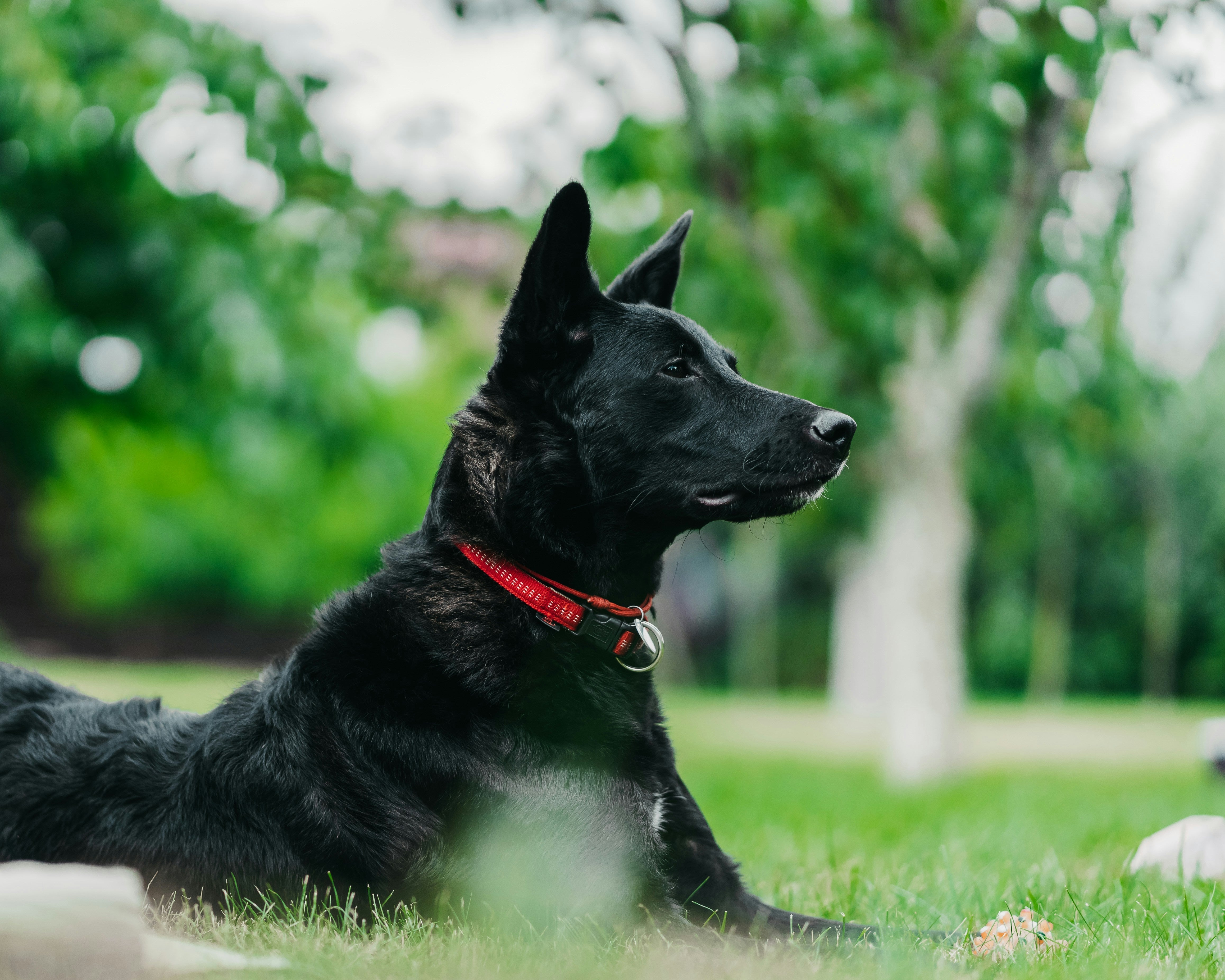 Dog Gut Health & Immunity: The Importance of Probiotics for Your Furry Friend