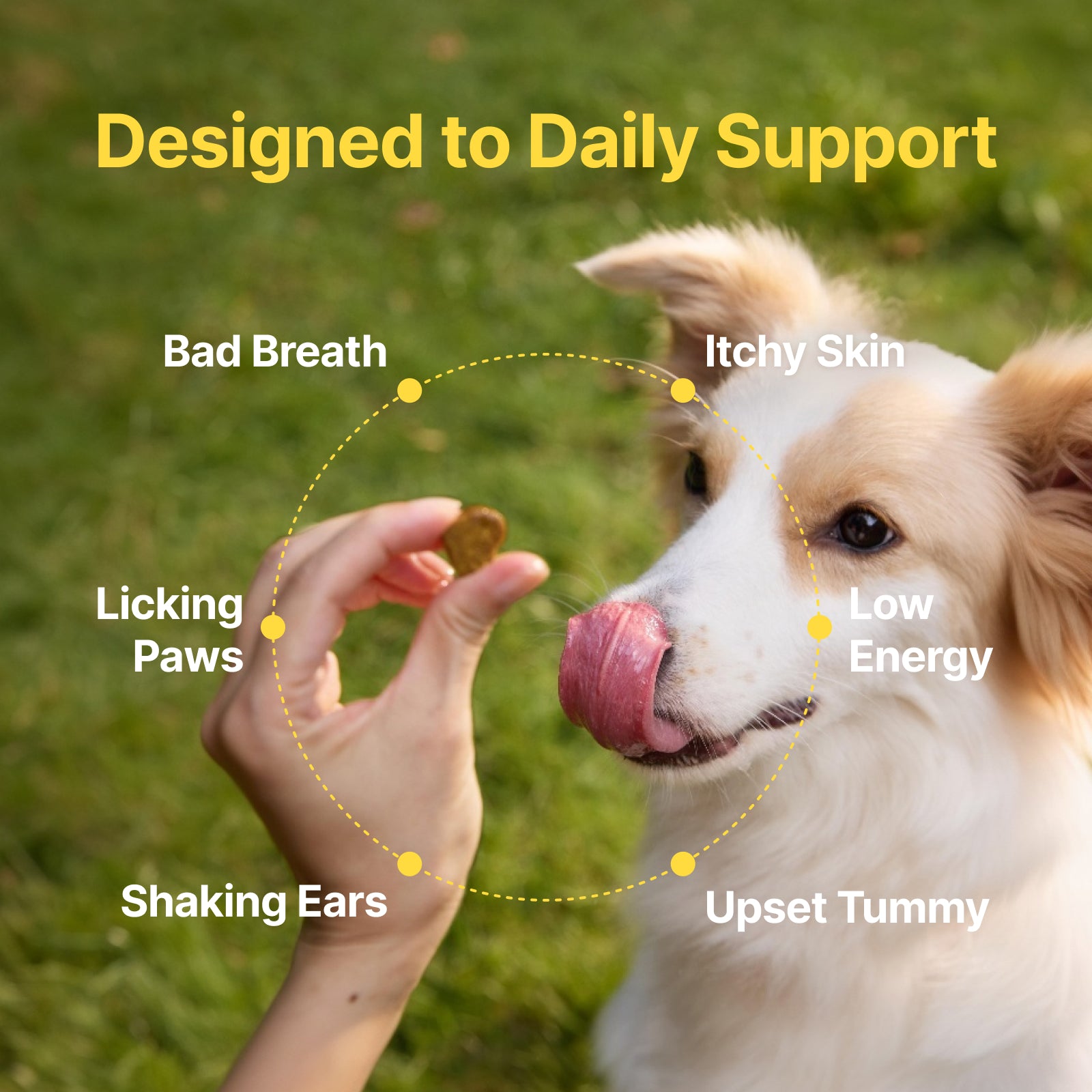 Gut Health + Immune Support Probiotic Soft Chews for Dogs – Beef Flavor