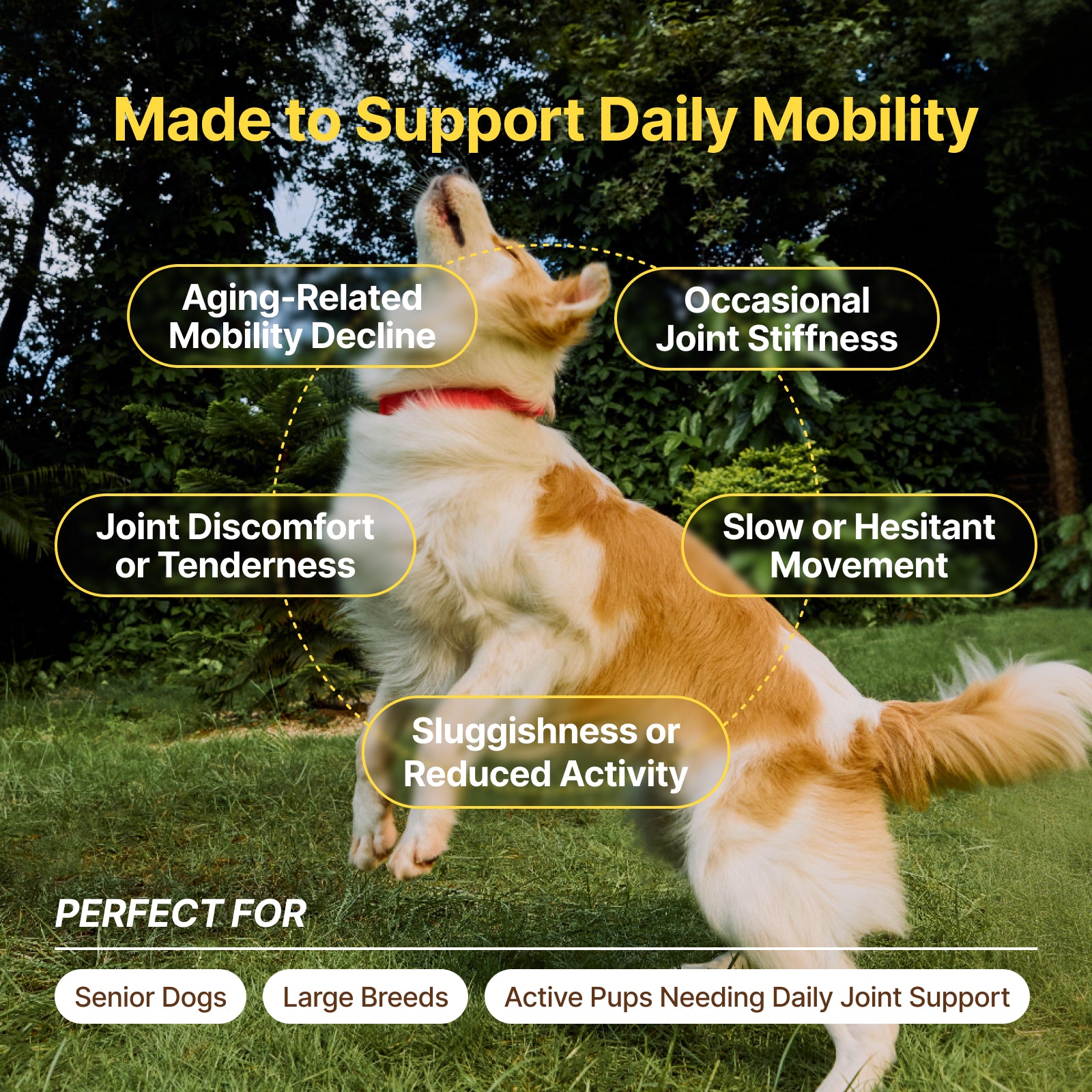 Advanced Hip + Joint Support for Dogs – Chicken Flavor