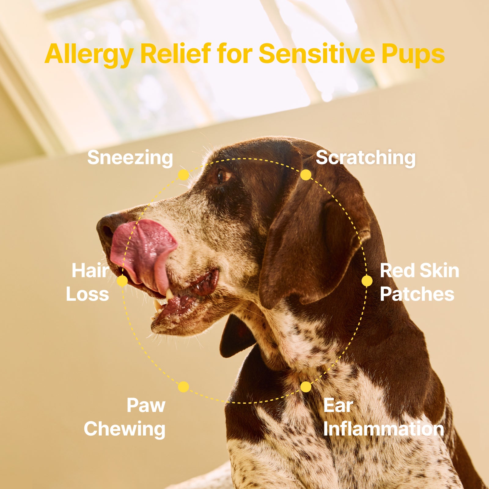 Allergy Relief + Immune Support Soft Chews for Dogs – Peanut Flavor